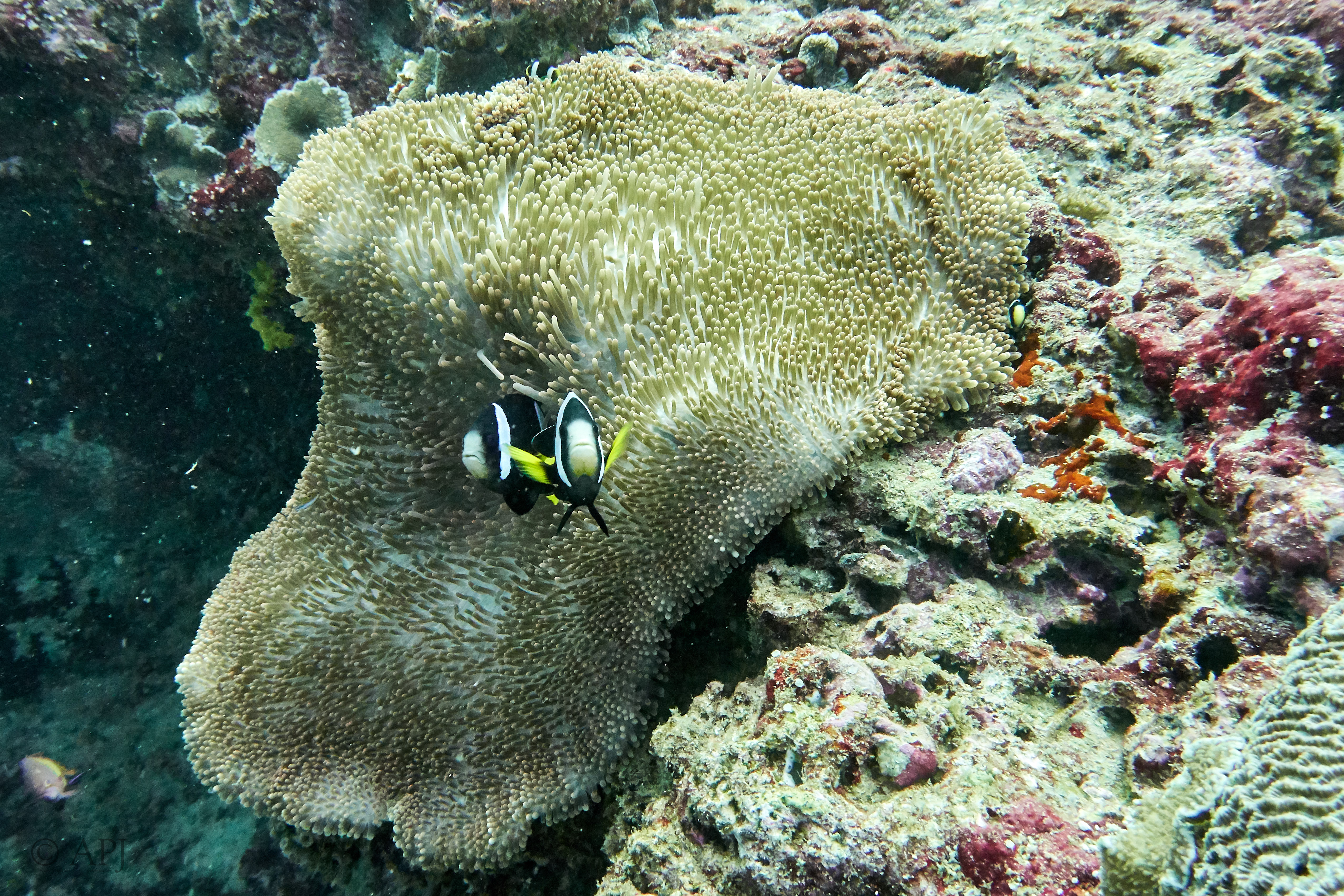 001019 16 08 17  Canon PowerShot G7 X Mark II   Malediven2017